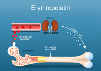 Erythropoietin. Erythropoiesis in the bone marrow.