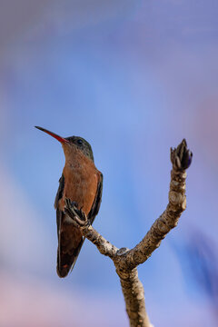 Beautiful Cinnamon Hummingbird (Amazilia rutila) perched on an attractive twig against a blue and purple sky.
