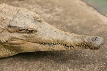 close up of a crocodile - 756398675