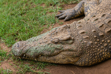 american alligator in the everglades - 756398678