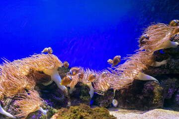 school of fish in aquarium - 756398829