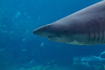shark in aquarium - 756398840
