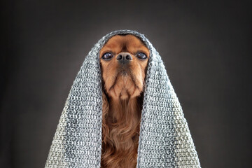 Funny dog covered with blanket - 756398856