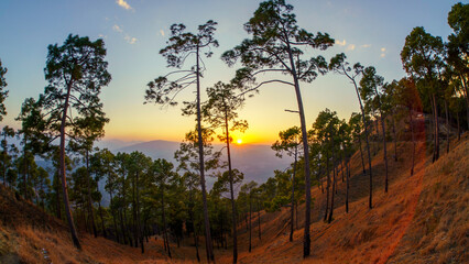 Sunset in the pine forest The evening Mountain Landscapes Photography, at Kasardevi Almora Uttarakhand, India