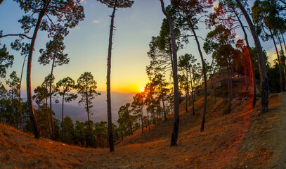 Sunset in the pine forest The evening Mountain Landscapes Photography, at Kasardevi Almora...