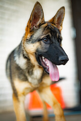 portrait of a german shepherd dog 