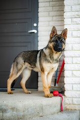 portrait of a german shepherd dog 