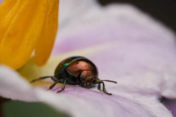 A metallic beetle standing on a purple Chrysomelidae flower