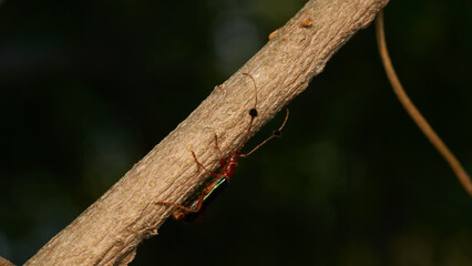 Insect known as guitar eater perched on a brown branch (Compsocerus violaceus)