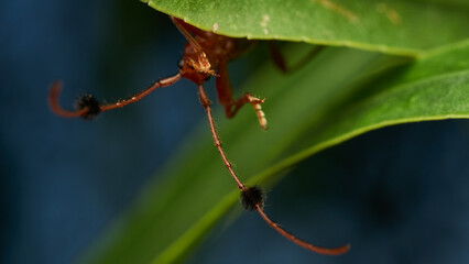Insect known as guitar eater perched on a green leaf (Compsocerus violaceus)