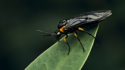 Black and yellow insect, Fly Sierra del Sen del Campo Adurgoa gonagra © DiazAragon