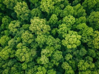 Aerial view of the Green Forest