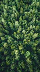 An aerial view that uncovers the rich greenery of a Finnish forest during summer, highlighting the tranquil allure of pristine nature.