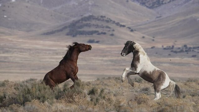 Wild horses fighting as they try to bite and kick each other being aggressive in the Utah desert.