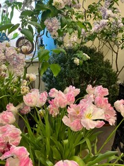 Obraz premium Beautiful blooming Tulips bouquet in a vase. Floral background. first flowering flowers