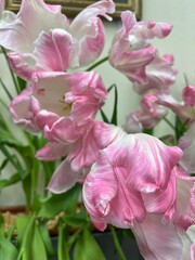 Beautiful blooming Tulips bouquet in a vase. Floral background. first flowering flowers