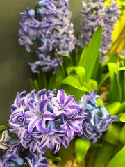 Naklejka premium a beautiful bulbous plant. first spring blooming flowers. Potted Hyacinthus. Floral background