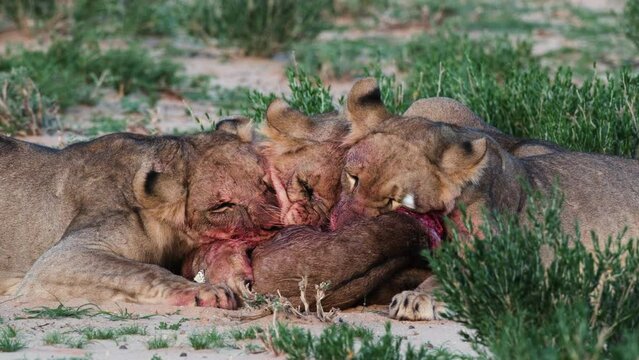 Hungry Wild Lions Eating Bloody Meat Of Prey In South Africa. Close-up Shot