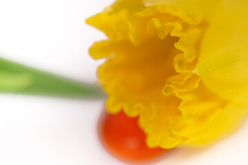 Close-up of yellow narcissus  on white background