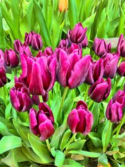 Beautiful blooming Tulips bouquet in a vase. Floral background. first flowering flowers