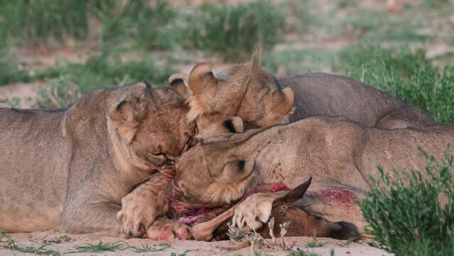 Savage Lions Fighting Over Food In African Savannah. Close-up Shot