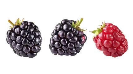 Ripe blackberry collection isolated on transparent background