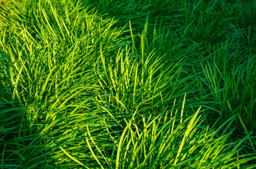 Natural long green grass background with sun light and shadows - 756406612