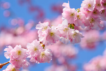 sakura blossom on the sunny spring day close-up