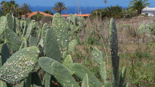 Serene Nopal Landscape Under Blue Sky