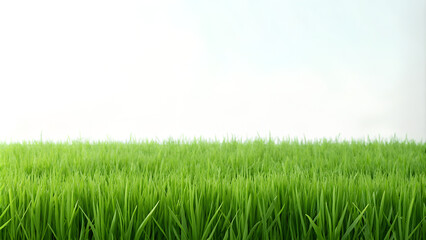 Fototapeta na wymiar Green grass background photo clean minimalist