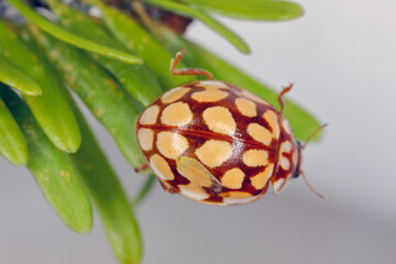 Ladybird Sospita vigintiguttata. A beautiful and not often seen ladybug. A beneficial beetle that...