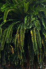 fern leaves in the forest - 756412621