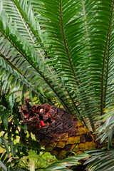 palm tree in the garden - 756412662