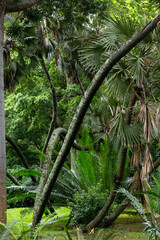 tropical forest - 756412672