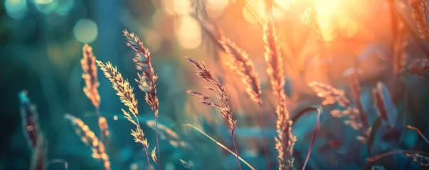 Fototapeten Backlit wild grass in a forest at sunset, abstract summer scene with vintage warmth. © vadymstock