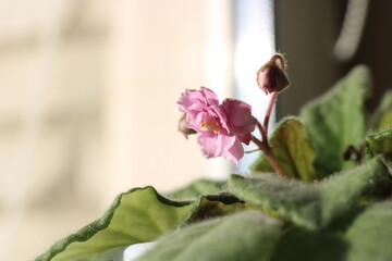 violet flower pink large tender