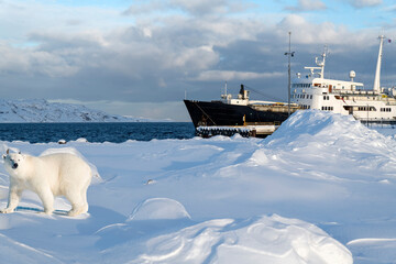 Spitzbergen mit Eisbär und Expeditionsschiff