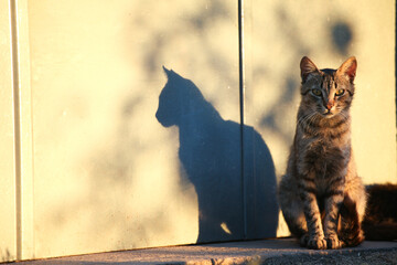 dramatic portrait of tabby cat standing infront of a wall in the sunset light