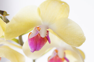 Fototapeta na wymiar Close up of yellow orchid flower blooming isolated on white. Tropical floral background for product display or design key visual layout