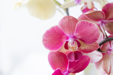 Fototapeta na wymiar Beautiful orchid flowers blooming on white. Tropical floral background for product display or design key visual layout, copy space left