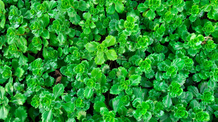 Background of fresh bright green leaves of succulent Ochitok Caucasian