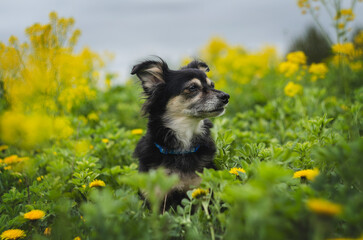 Thoughtful small black dog sitting in yellow flowers