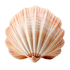 A seashell isolated on transparent background