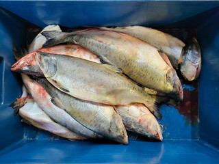 Freshly frozen trout fish in a blue box in the store.