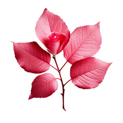 A small rose leaf isolated on transparent background