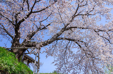 松前公園の桜