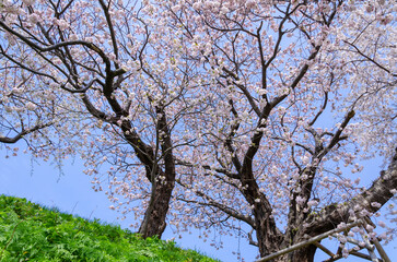 松前公園の桜