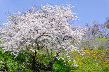 松前公園の桜