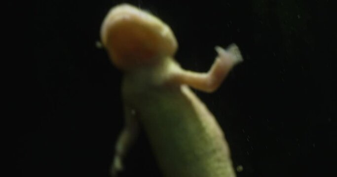 The video shows an axolotl, a Mexican tailed amphibian, swimming and breathing underwater. The axolotl is a nocturnal animal native to the Xochimil co lakes in Mexico City. It has a long, slender body