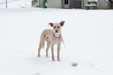 full body portrait of a dog standing still in the snow looking at the camera